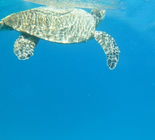 Schildkröte, Hausriff