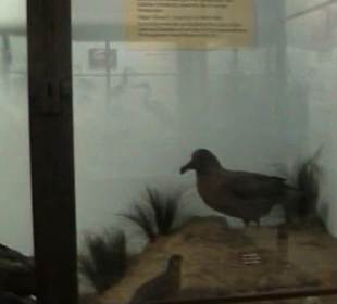 Naturhistorisches Museum