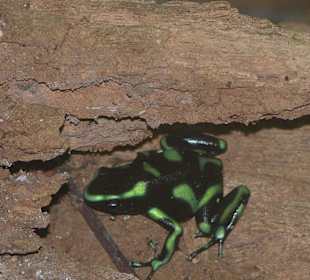 Frosch, Nationalpark Carara