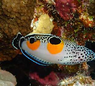 Schnorcheln Hurghada