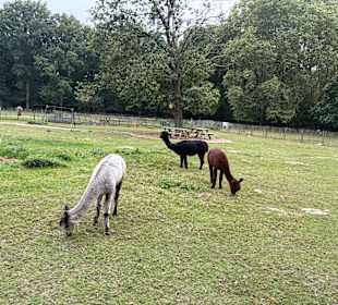 Steinerbos Belevenispark