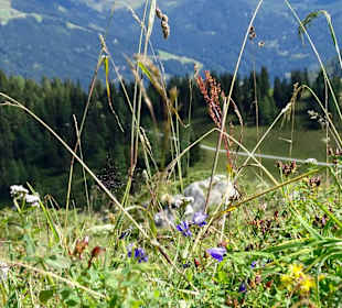 Natur Grafenberg