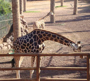 Giraffen