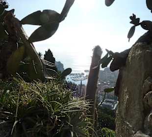 Jardin Exotique