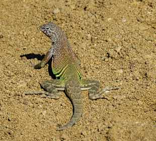 Echse, Big Bend Nationalpark