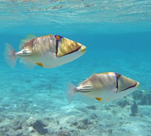 Arabischer Picassodrücker 30cm