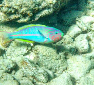 Schnorcheln wird zur Sucht 