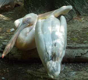 Pelikane beim Putzen