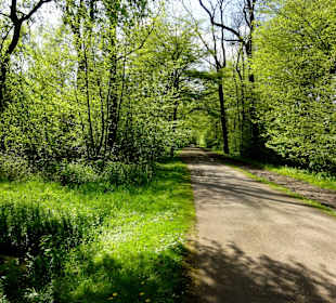 Spaziergang durch den Bremer Stadtwald