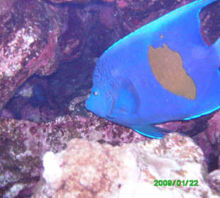 Arabischer Kaiserfisch