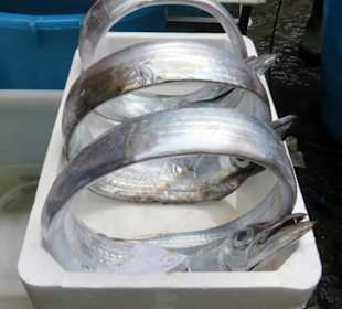 Kunstvolle Präsentation der Fische