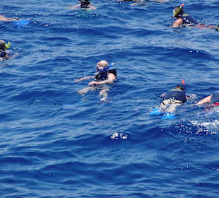 Delphine sind unter uns