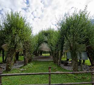 Weidendom im Nationalpark Gesäuse