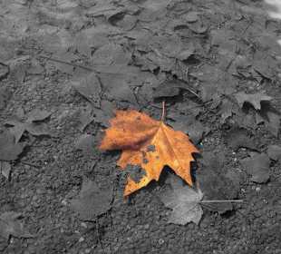 Autumn in the Royal Botanical Gardens