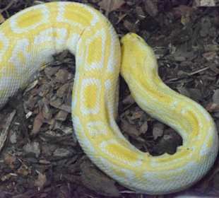 Albino Tigerpython