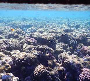 Schnorcheln Marsa Alam