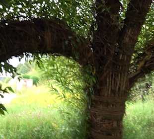 ALB-GOLD Naturgarten