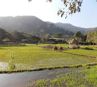 Elefantencamp Chiang Mai