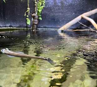 Aquazoo Löbbecke Museum Düsseldorf