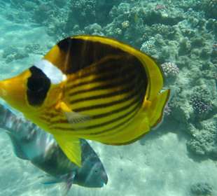 Wat je ziet tijdens het snorkelen