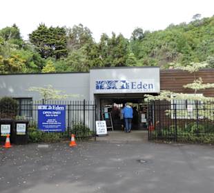 Mit dem Hop on Hop off Bus in Auckland unterwegs