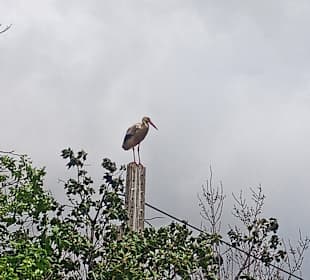 Wandern Olhos de Água