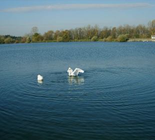 Schwäne an der Staustufe