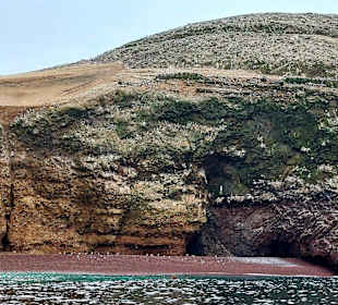 Ausflug Ballestas Inseln