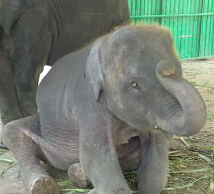 Baby Elefanten