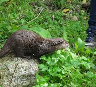 Bei den Ottern im Natureum Niederelbe