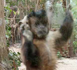 Tiere im Oasis Park Fuerteventura