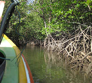 Fahrt durch die Mangroven