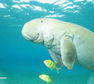 Dugong in einer nahen Bucht