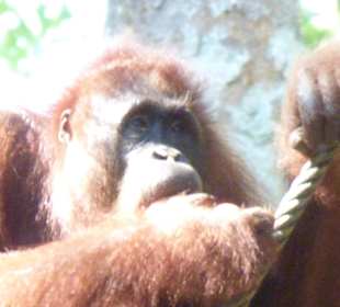 Semenggoh Orang-Utan-Center