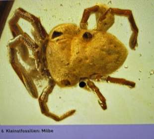 Eine Milbe