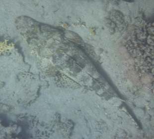 Teppichkrokodilfisch am Nordriff