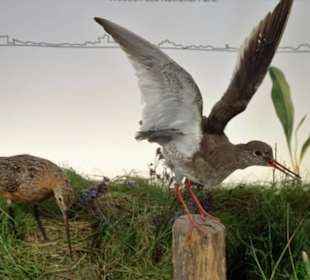 Tiere aus dem Nationalpark Wattenmeer