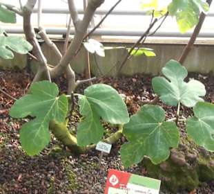 Kanarenschauhaus - Berggarten