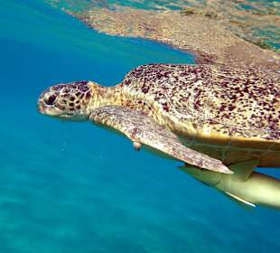 Schnorcheln Abu Dabbab