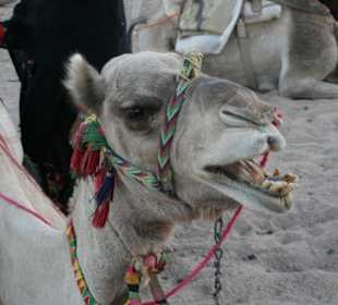 3 in 1 Wüstensafari, Kamelreiten