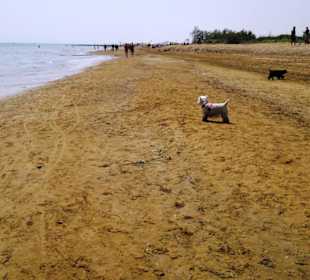 Der Hundestrand dei Pini