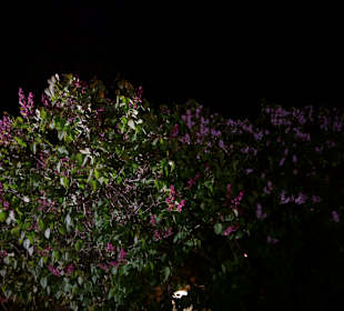 Stadtrundgang Wolkersdorf im Weinviertel