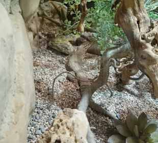 Exotarium