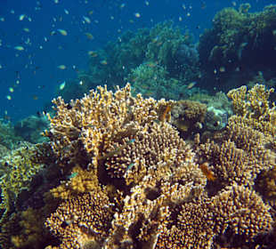 Der Korallengarten Lahami Bay