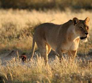 Löwin Bereich Polentswa