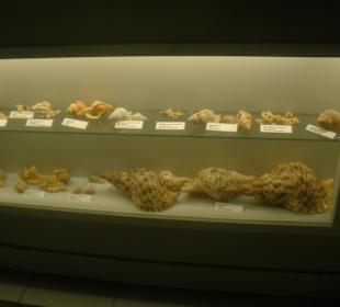 Muschelsammlung