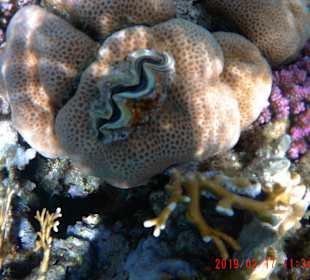 Schnorcheln Marsa Alam