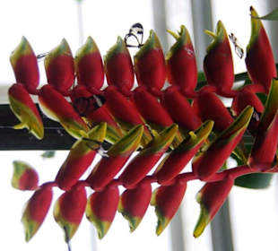 Schmetterlingshaus Krebscheere