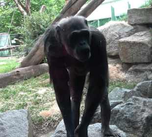 Tierpark Hellabrunn - Welt der Affen