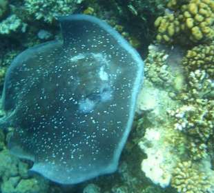 Schwarzpunkt-Stechrochen